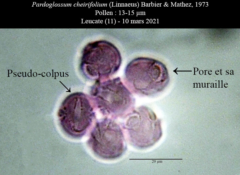 Pardoglossum cheirifolium #65858