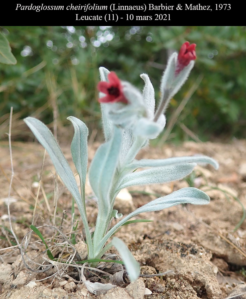 Pardoglossum cheirifolium #65852