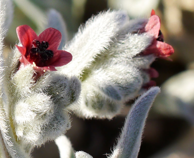 Pardoglossum cheirifolium #58460