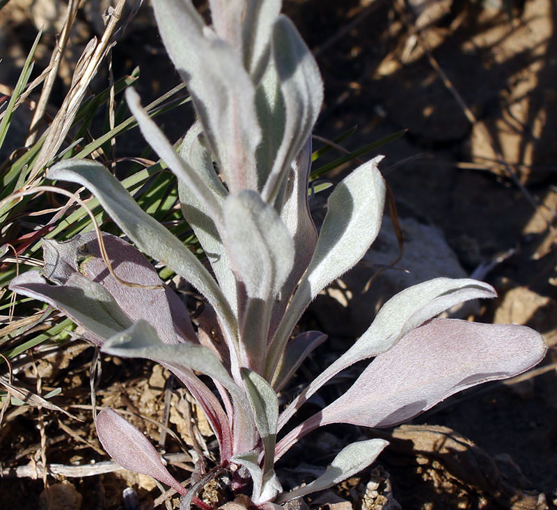 Pardoglossum cheirifolium #58457