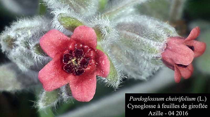 Pardoglossum cheirifolium #44870