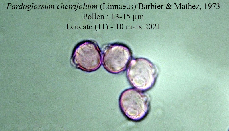 Pardoglossum cheirifolium #65857