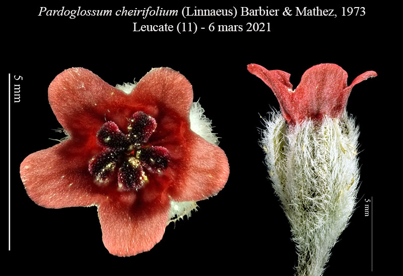Pardoglossum cheirifolium #65856