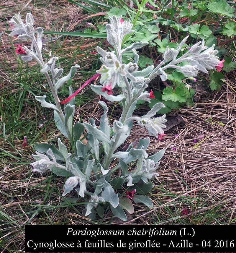 Pardoglossum cheirifolium #44869