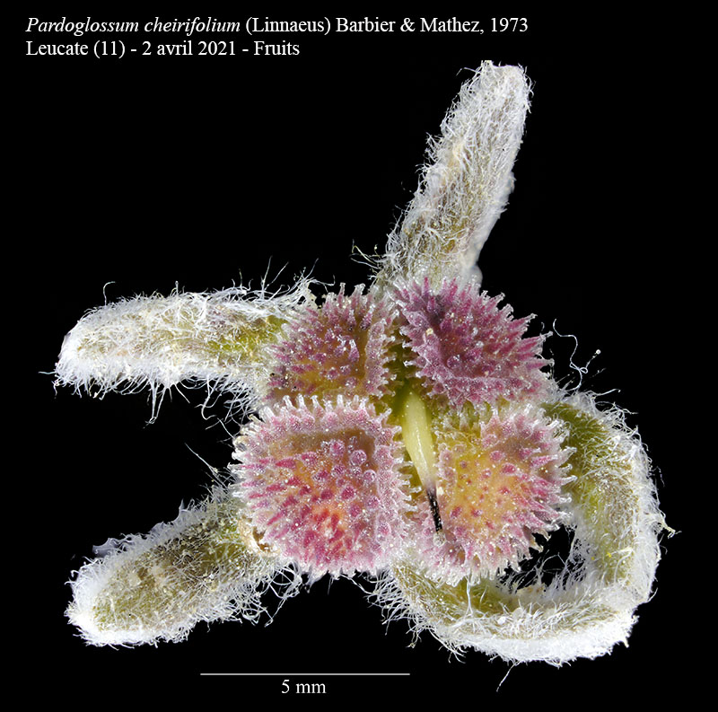 Pardoglossum cheirifolium #66064