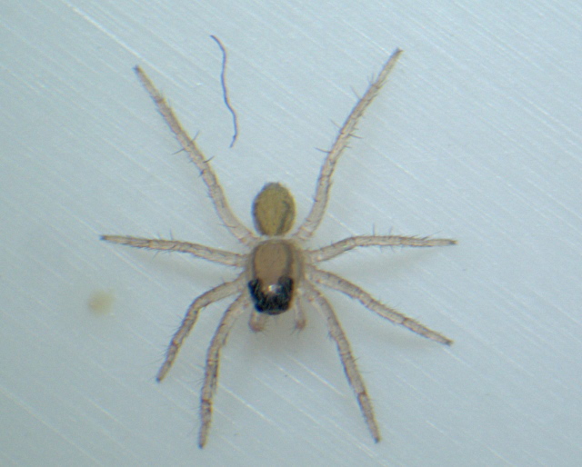 Pardosa nigriceps (Thorell) et ses petits - Lycosidae #4398