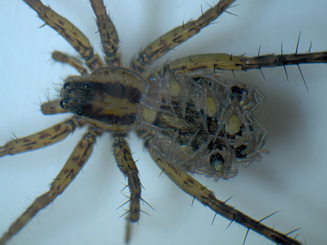 Pardosa nigriceps (Thorell) et ses petits - Lycosidae #4394