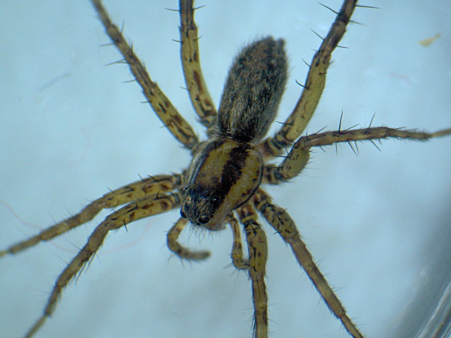 Pardosa nigriceps (Thorell) et ses petits - Lycosidae #4396