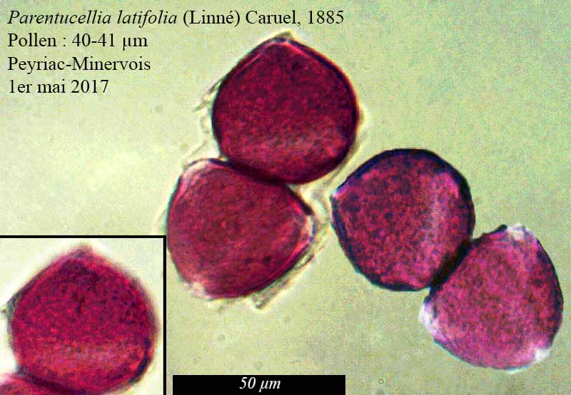 Parentucellia latifolia #50762