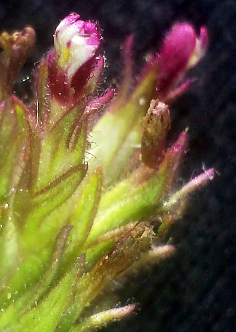 Parentucellia latifolia #50761
