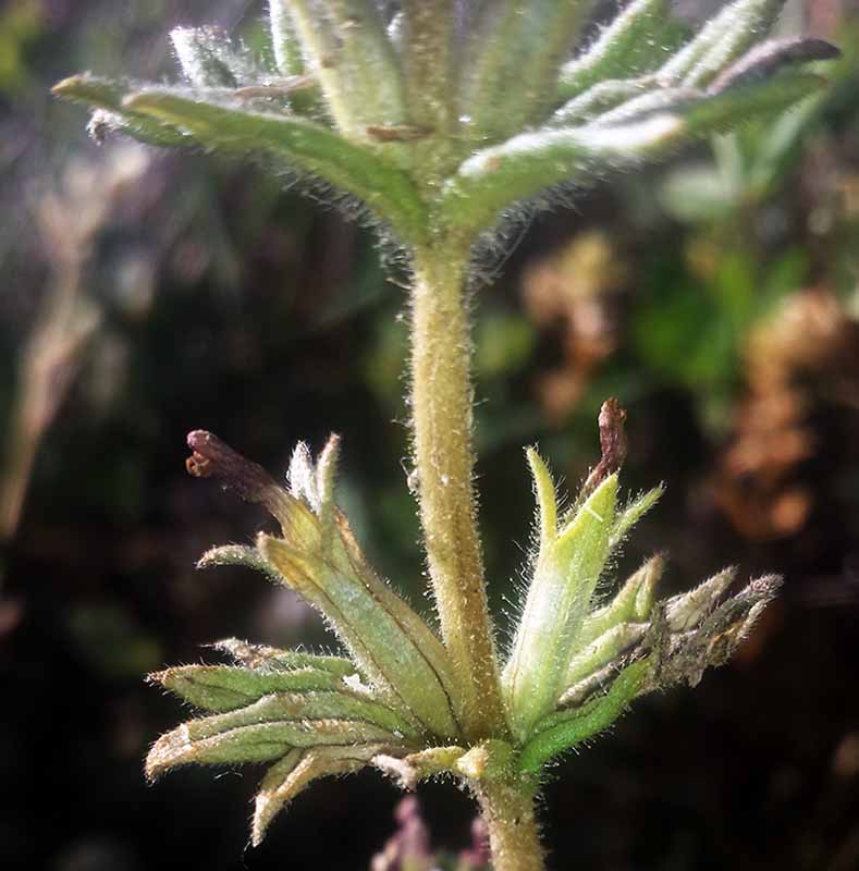 Parentucellia latifolia #50249