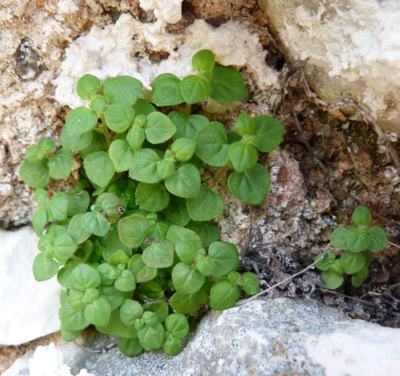Parietaria lusitanica L., 1753 #30483
