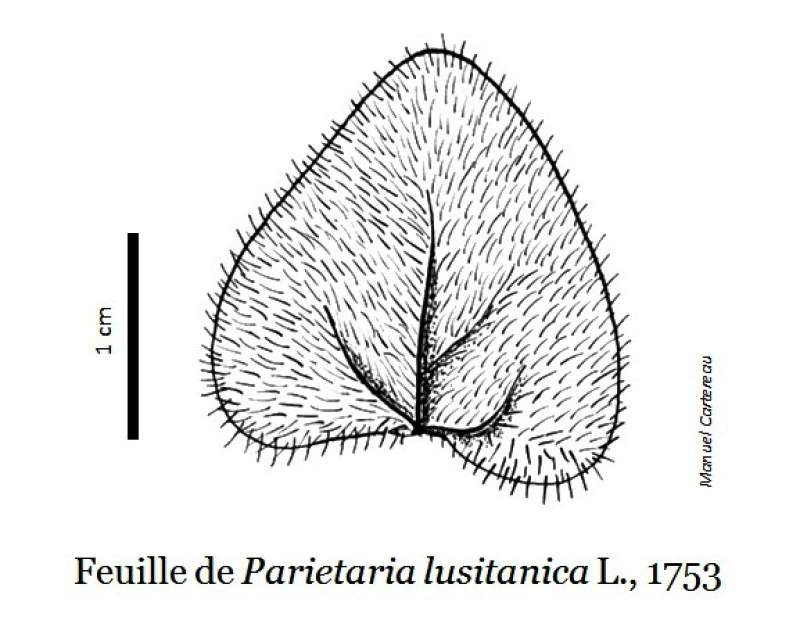 Parietaria lusitanica L., 1753 #30534