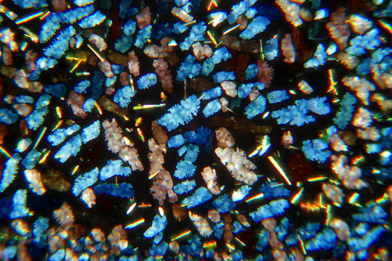 Parietin du Xanthoria parietina #34029