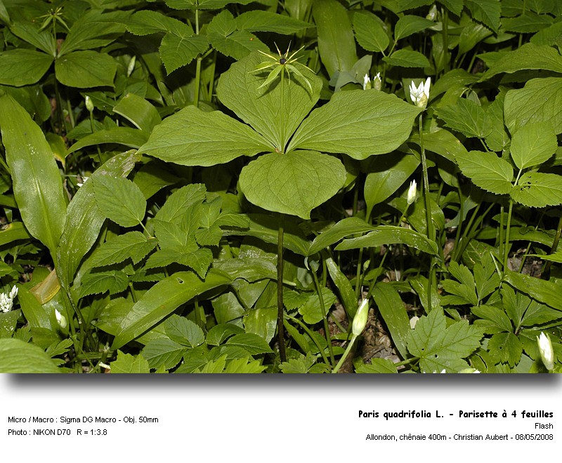 Paris quadrifolia L. - Parisette à 4 feuilles (Liliacées) #3797