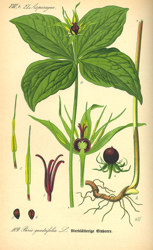 Paris quadrifolia L. - Parisette à 4 feuilles (Liliacées) #3800