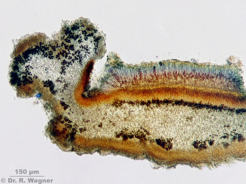 Parmelia saxatilis #14583