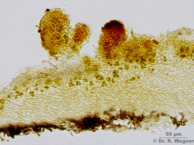 Parmelia saxatilis #14582