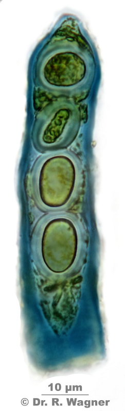 Parmelia saxatilis #14585