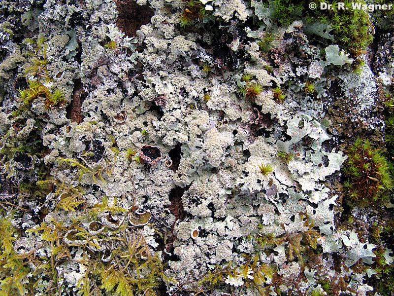 Parmelia saxatilis #14580