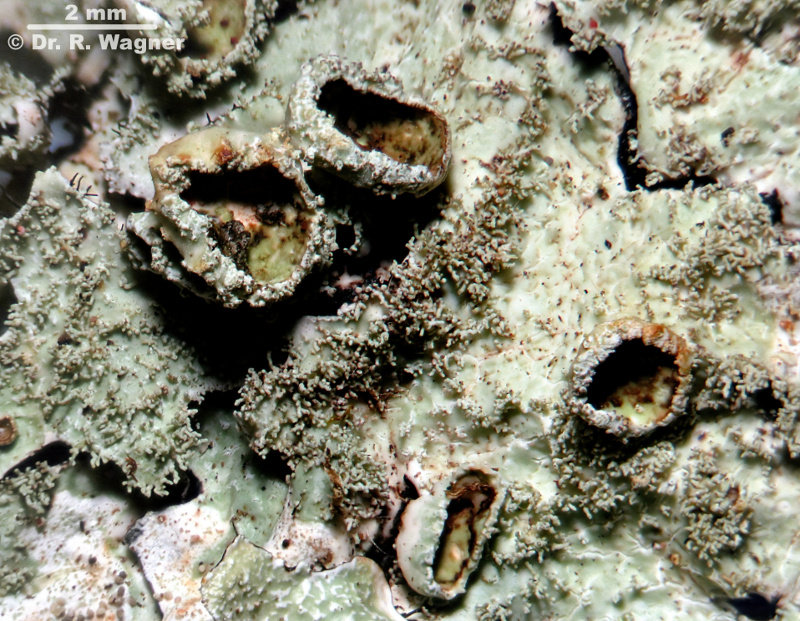Parmelia saxatilis #14581