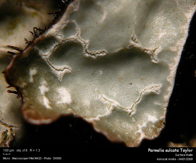 Parmelia sulcata Taylor #1695