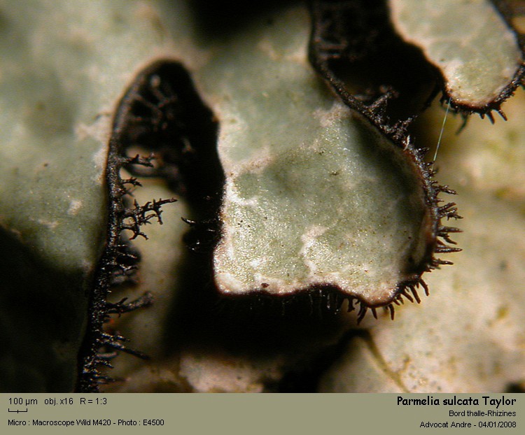 Parmelia sulcata Taylor #1694