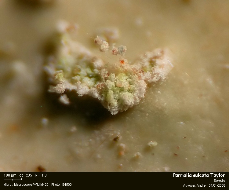 Parmelia sulcata Taylor #1696