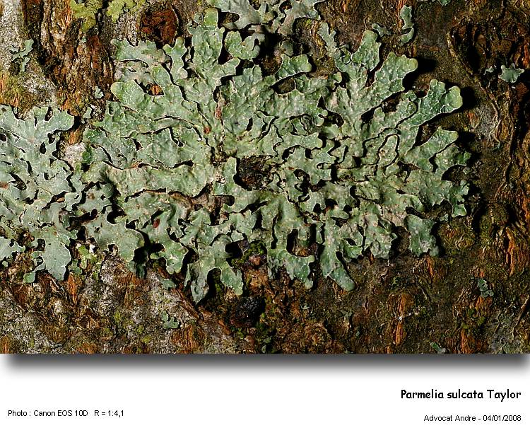 Parmelia sulcata Taylor #1693