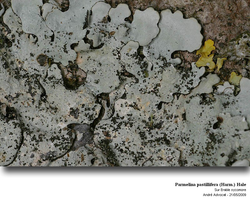Parmelina pastillifera (Harm.) Hale #11726