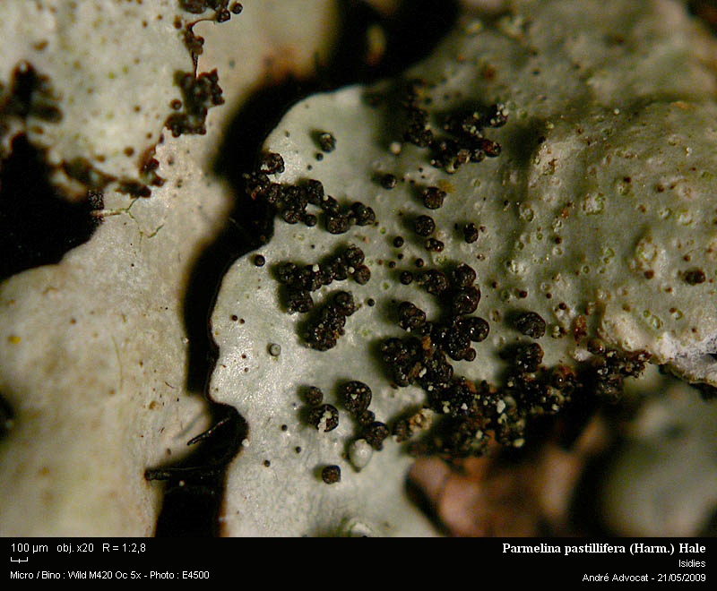 Parmelina pastillifera (Harm.) Hale #11727