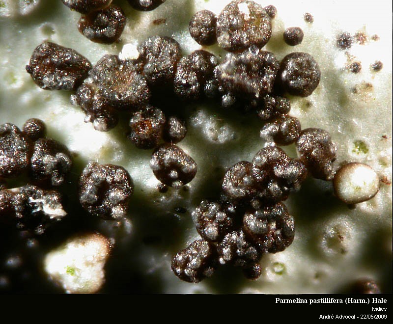 Parmelina pastillifera (Harm.) Hale #11733