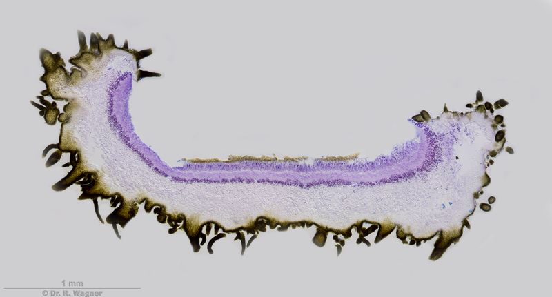 Parmelina quercina (oder P. carporrhizans) #53220