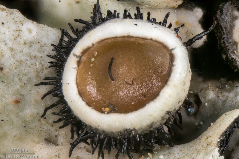 Parmelina quercina (oder P. carporrhizans) #53219