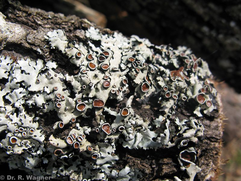Parmelina quercina (oder P. carporrhizans) #53218