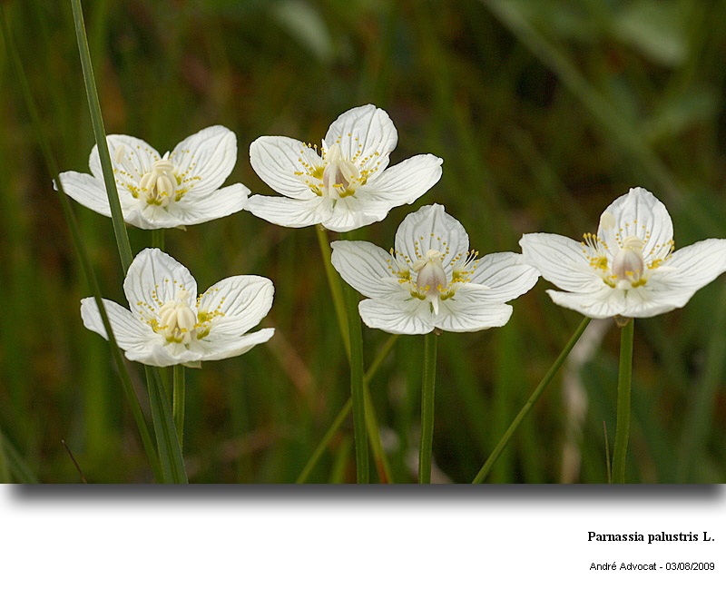 Parnassia palustris L. (Parnassie  des marais ) #11842