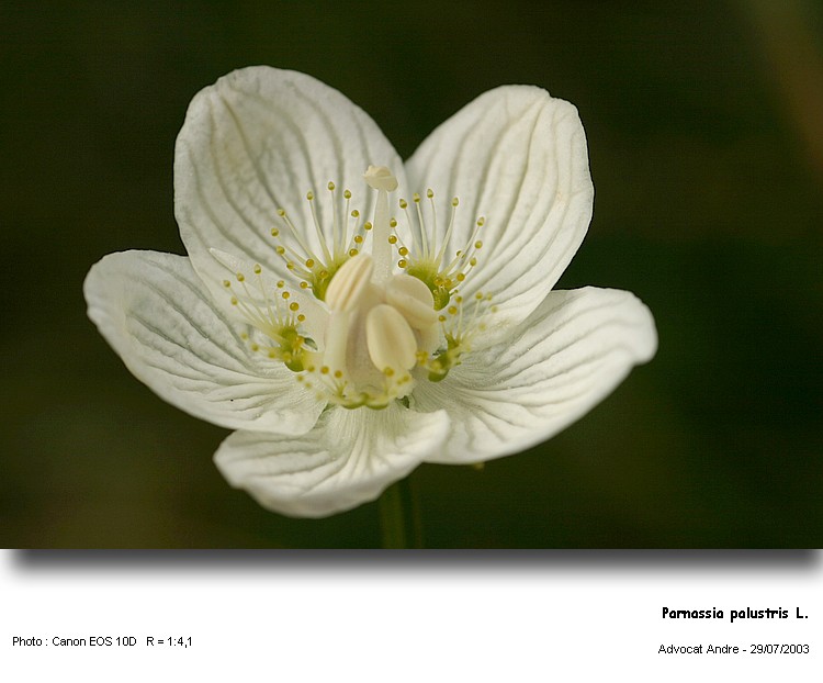 Parnassia palustris L. #1795