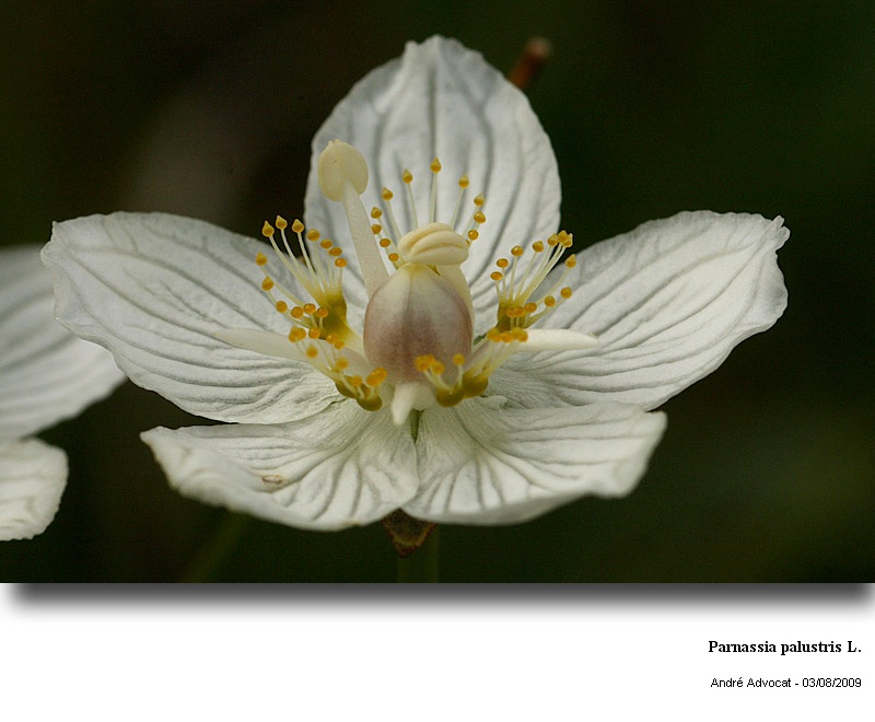 Parnassia palustris L. (Parnassie  des marais ) #11844