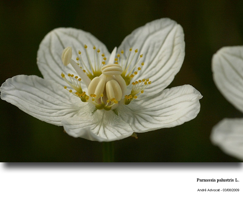 Parnassia palustris L. (Parnassie  des marais ) #11843