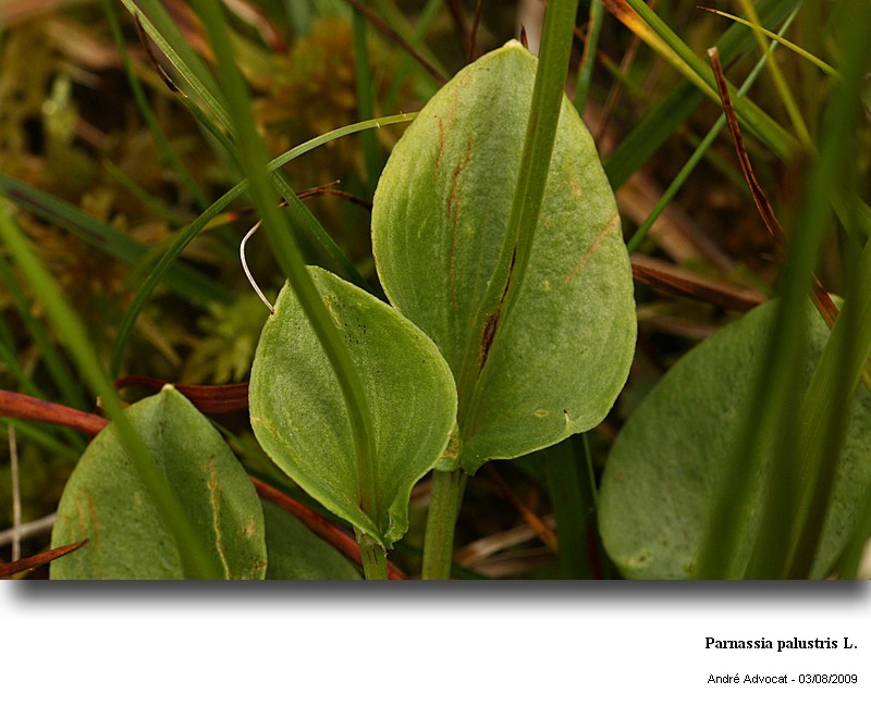 Parnassia palustris L. (Parnassie  des marais ) #11845