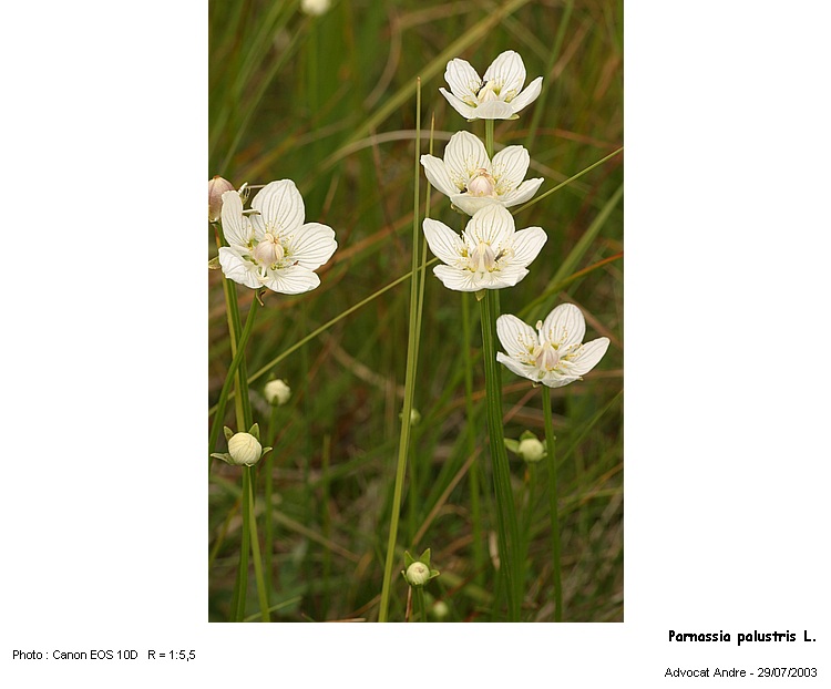 Parnassia palustris L. #1794