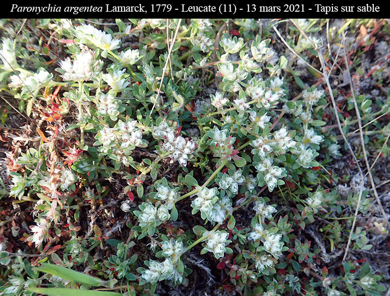 Paronychia argentea #65880