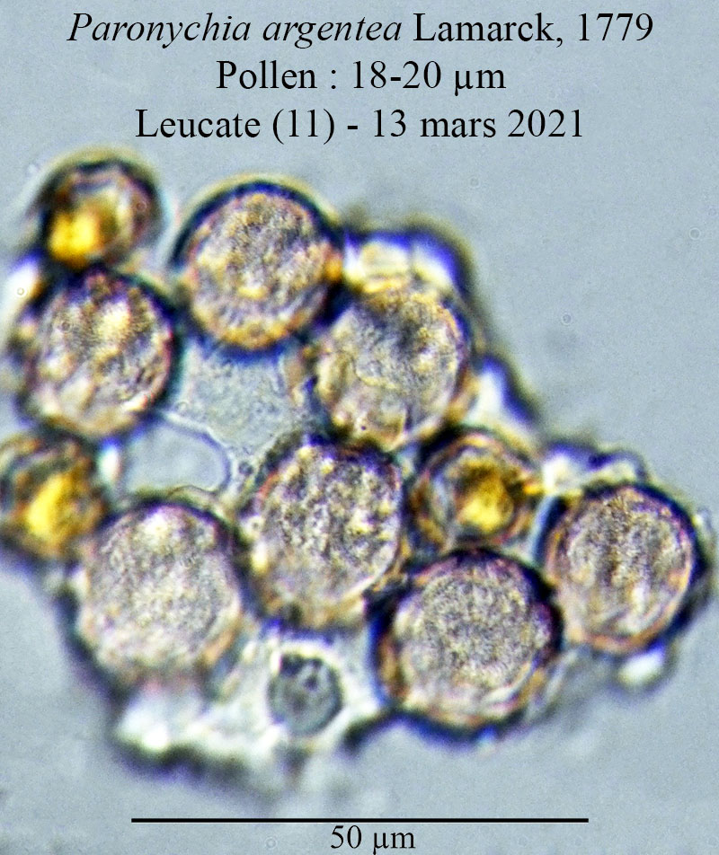 Paronychia argentea #65888