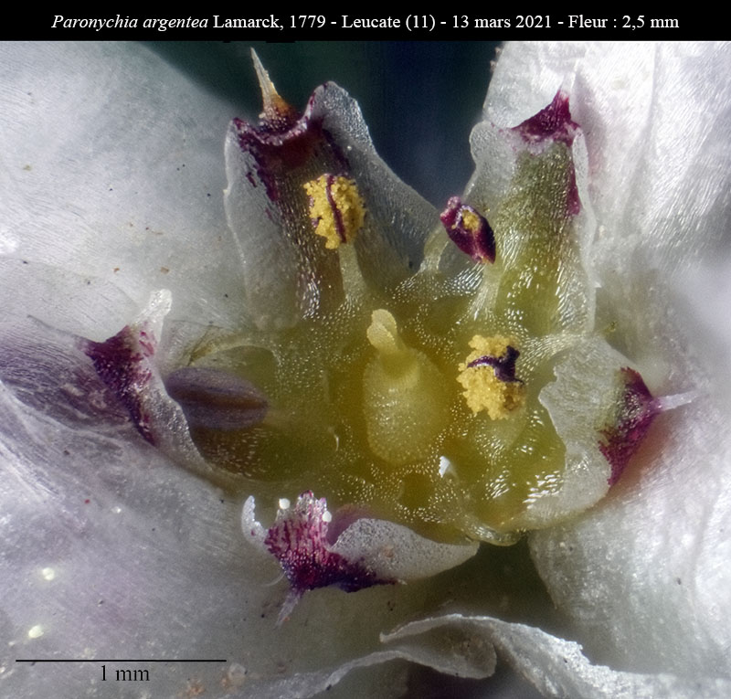 Paronychia argentea #65883
