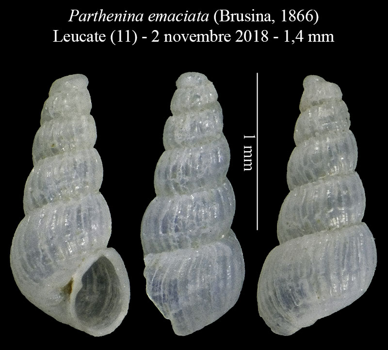 Parthenina emaciata #57969