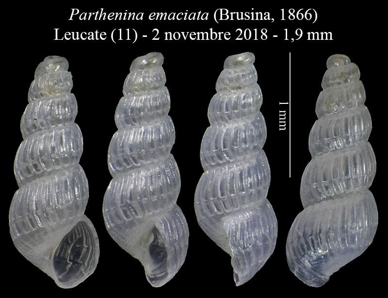Parthenina emaciata #57970