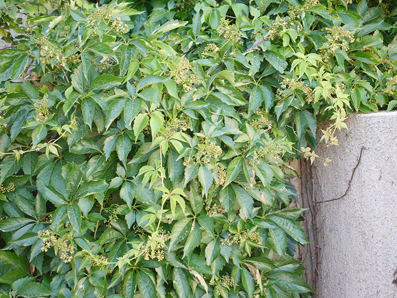 Parthenocissus inserta #55371