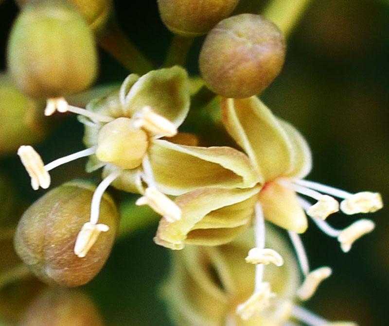 Parthenocissus inserta #55376