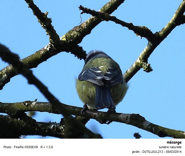 PARUS CAERULEUS - MESANGE BLEUE #36685