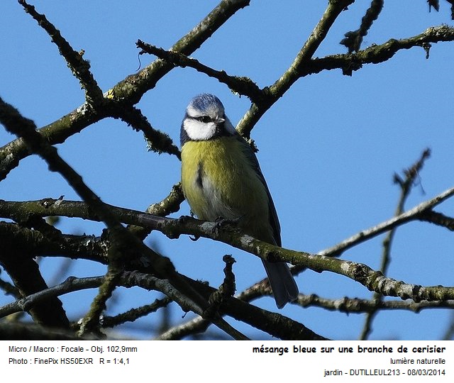 PARUS CAERULEUS - MESANGE BLEUE #36688